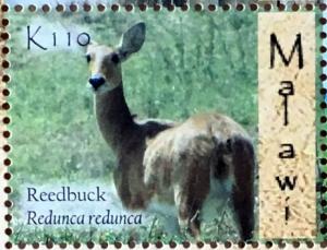 Colnect-4579-575-Bohor-Reedbuck-Redunca-redunca.jpg