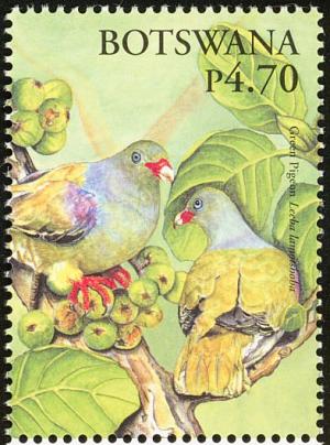 Colnect-5250-734-Pompadour-Green-Pigeon-Treron-pompadora-.jpg