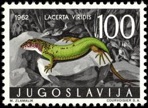 Colnect-5501-778-European-Green-Lizard-Lacerta-viridis.jpg