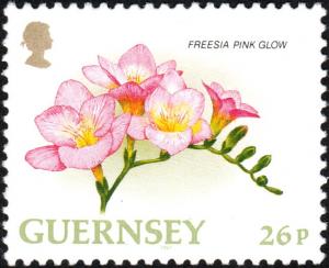 Colnect-5542-935-Freesia--Pink-Glow-.jpg