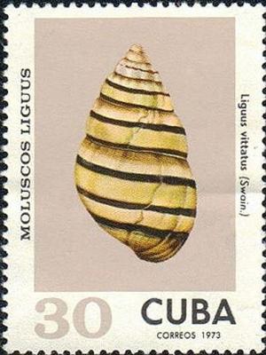 Colnect-5695-513-Liguus-Tree-Snail-Liguus-vittatus.jpg