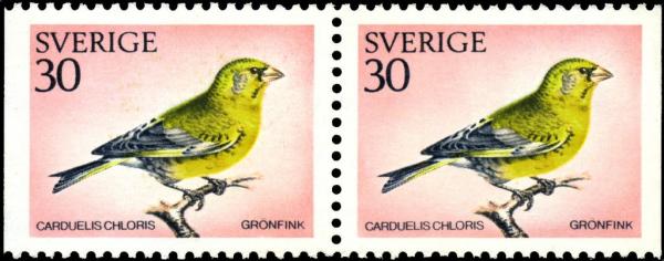 Colnect-4279-112-European-Greenfinch-Carduelis-chloris.jpg