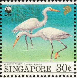 Colnect-1623-914-Chinese-Egret-Egretta-eulophotes.jpg