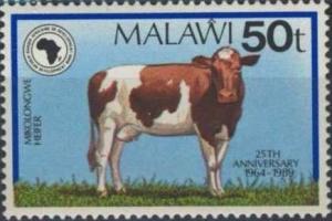 Colnect-1734-914-Mikolongwe-Heifer-Bos-primigenius-taurus.jpg