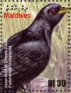 Colnect-1631-461-Asian-Koel-Eudynamys-scolopaceus.jpg