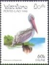 Colnect-2785-540-Spot-billed-Pelican-Pelecanus-philippensis.jpg