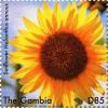 Colnect-4777-564-Helianthus-annuus.jpg