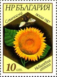 Colnect-4823-979-Helianthus-annuus.jpg