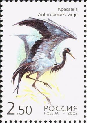 Colnect-1088-224-Demoiselle-Crane%C2%A0Grus-virgo.jpg