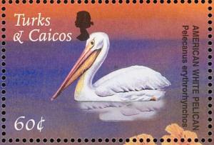 Colnect-1764-428-American-White-Pelican-Pelecanus-erythrorhynchos.jpg