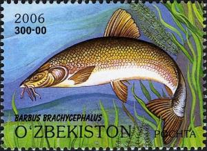 Colnect-2431-210-Aral-Barbel-Barbus-brachycephalus.jpg