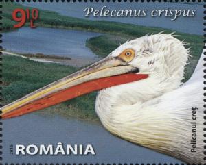 Colnect-2915-304-Great-White-Pelican-Pelecanus-onocrotalus.jpg