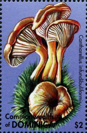 Colnect-3058-935-Cantharellus-infundibuliformis.jpg