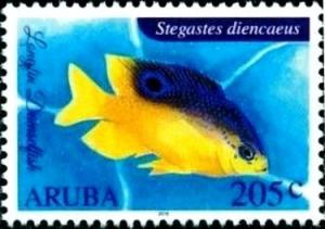 Colnect-3523-852-Longin-Damselfish-Stegastes-diencaeus.jpg