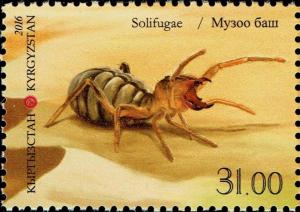 Colnect-3868-582-Camel-Spider-Solifugae.jpg