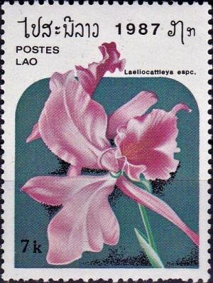 Colnect-4033-076-Laeliocattleya-espc.jpg