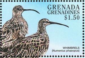 Colnect-4213-473-Whimbrel---Numenius-phaeopus.jpg