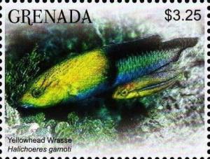 Colnect-6029-689-Tellowhead-wrasses.jpg