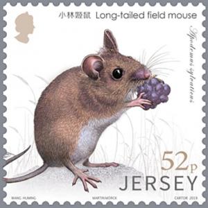 Colnect-6055-577-Long-Tailed-Field-Mouse-Apodemus-sylvaticus.jpg