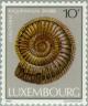 Colnect-134-589-Ammonite-Shell-Coeloceras-raquinianum.jpg