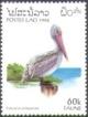 Colnect-2785-540-Spot-billed-Pelican-Pelecanus-philippensis.jpg