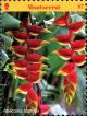 Colnect-5072-335-Heliconia-rostrata.jpg