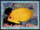 Colnect-5190-982-Lemonpeel-Angelfish-Centropyge-flavissimus.jpg