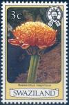 Colnect-2975-132-Haemanthus-magificus.jpg