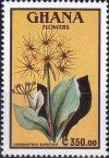 Colnect-3837-044-Haemanthus-rupestris.jpg