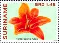 Colnect-4220-899-Hemerocallis-fulva.jpg