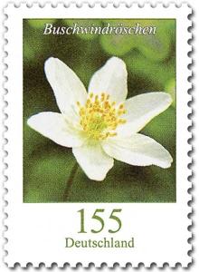 Colnect-5918-094-Wood-Anemone-Anemone-nemorosa.jpg