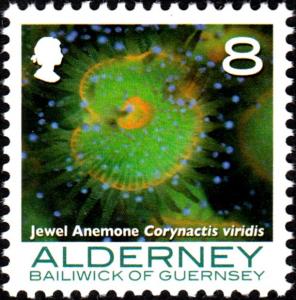 Colnect-5425-790-Jewel-Anemone-Corynactis-viridis.jpg