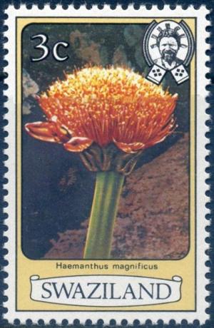 Colnect-3193-642-Haemanthus-magificus.jpg