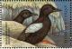 Colnect-4198-422-Black-Guillemot%C2%A0%C2%A0%C2%A0%C2%A0Cepphus-grylle.jpg