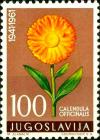 Colnect-2375-854-Calendula-Officinalis.jpg