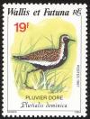 Colnect-2601-926-American-Golden-Plover-Pluvialis-dominica.jpg