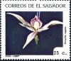 Colnect-4033-094-Encyclia-vagans.jpg