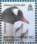 Colnect-4568-930-Gentoo-Penguin-Pygoscelis-papua.jpg