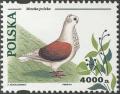 Colnect-4715-415-Polish-M-ouml-wchen-Columba-livia-forma-domestica.jpg