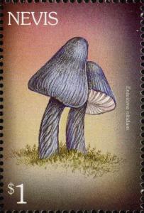 Colnect-3183-786-Entoloma-nitidum.jpg