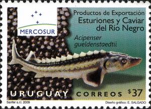 Colnect-2043-607-Russian-Sturgeon-Acipenser-gueldenstaedti-Kaviar-from-Bre.jpg