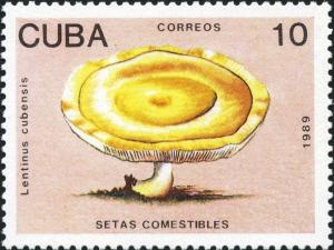 Colnect-2875-911-Lentinus-cubensis.jpg