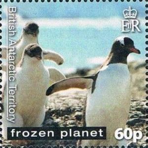 Colnect-2887-992-Gentoo-Penguin-Pygoscelis-papua.jpg