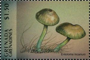 Colnect-3089-048-Entoloma-incanum.jpg