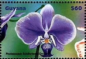 Colnect-3609-743-Phalaenopsis-schilleriana.jpg