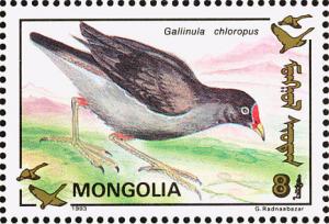 Colnect-860-495-Common-Moorhen-nbsp-Gallinula-chloropus.jpg