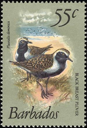 Colnect-863-967-American-Golden-Plover-Pluvialis-dominica.jpg