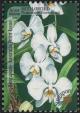 Colnect-2336-160-Phalaenopsis-rosenstromii.jpg