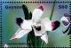 Colnect-3609-742-Dendrobium-nobile.jpg