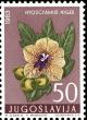 Colnect-5501-903-Black-Henbane-Hyoscyamus-Niger.jpg